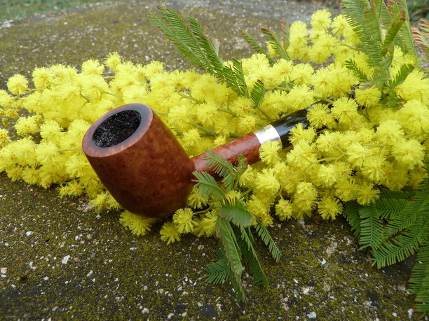 pipa mimosa