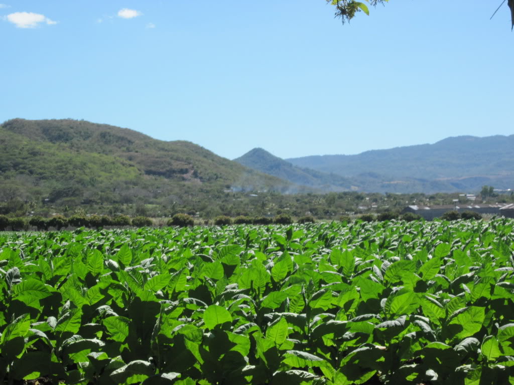 Nicaragua-piantagione-Tabacco