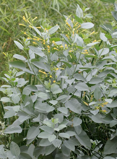 nicotiana glauca