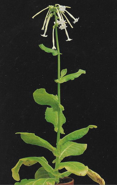 Nicotiana Silvestris