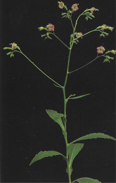 Nicotiana Tomentosiformis
