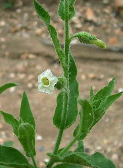 nicotiana trigonophylla