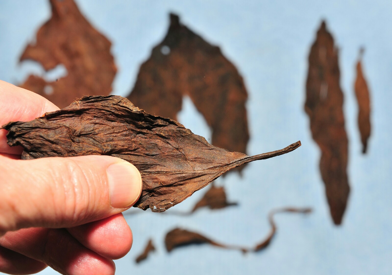 sigaro comune toscano smontato 5 dettaglio tabacco