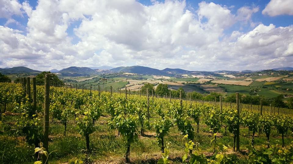 verdicchio jesi